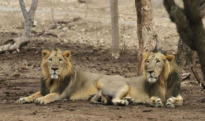 Nahargarh Biological Park