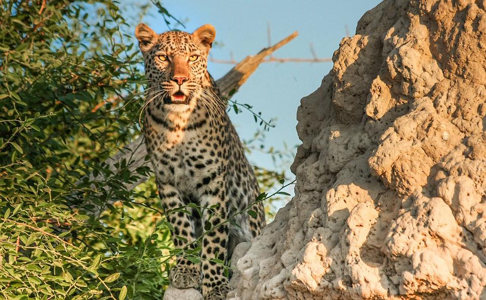 Jhalana Safari Park