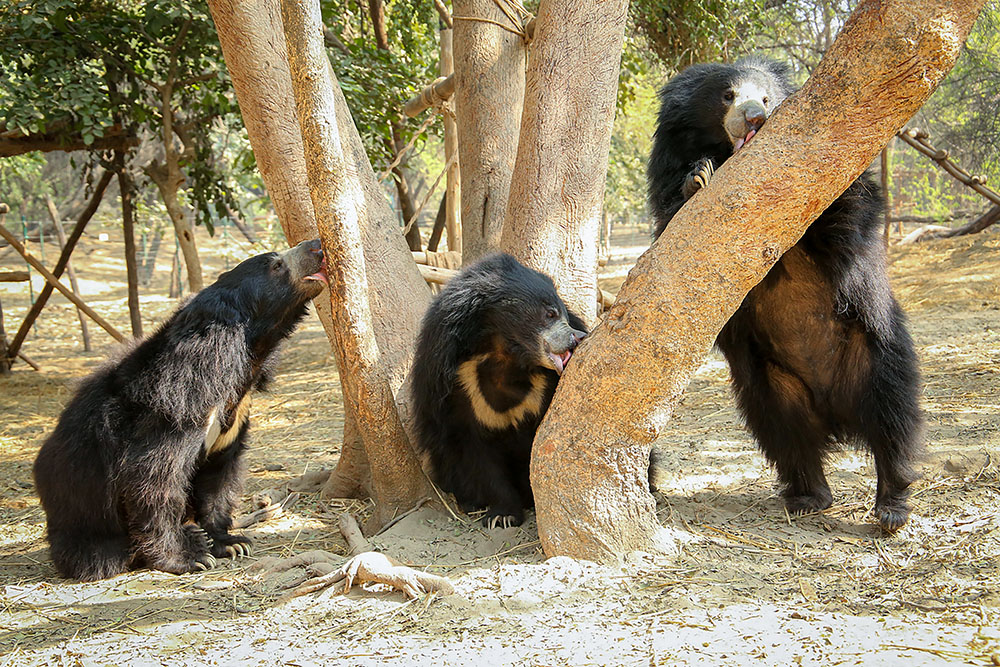 Wildlife SOS