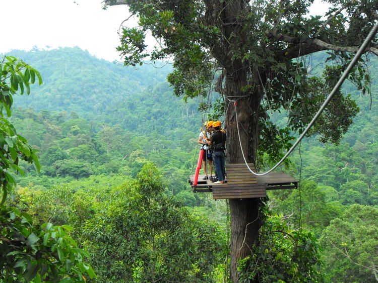 Flight of the Gibbon