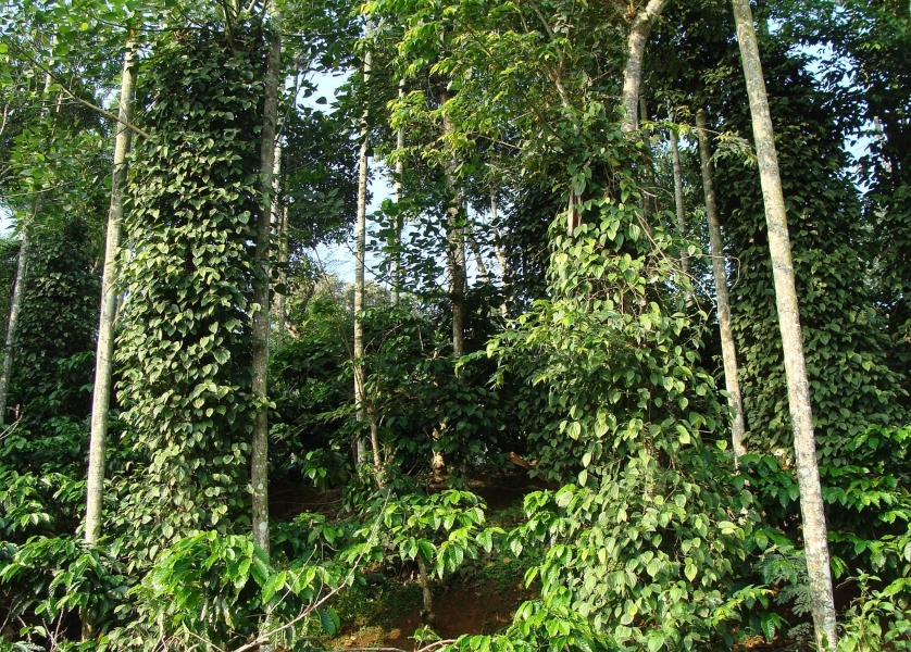 Mercara Gold Estate Coffee Plantation