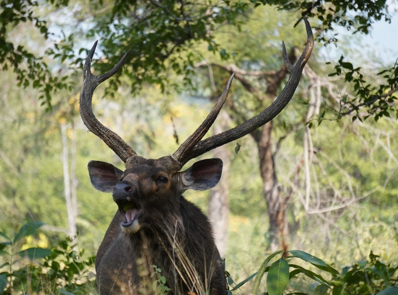 Panna National Park