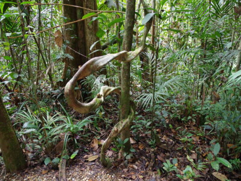 Semenggoh Wildlife Centre