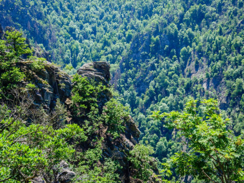 Lambir Hills National Park