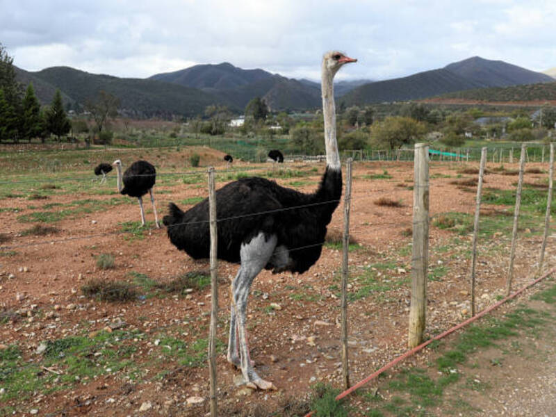 Jelita Ostrich Farm