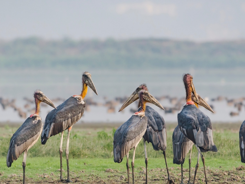 Deepor Beel Wildlife Sanctuary