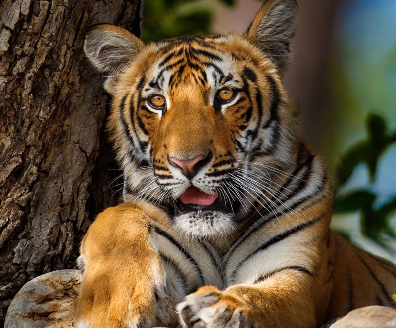 Jim Corbett National Park 