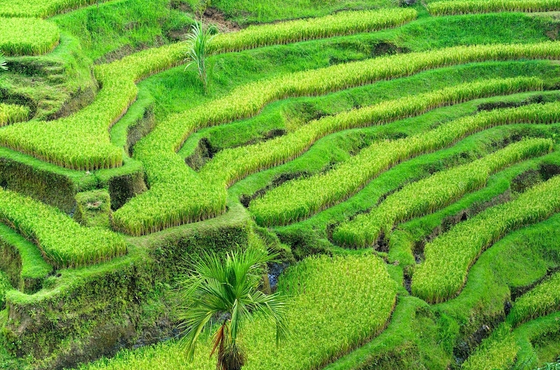 Ubud