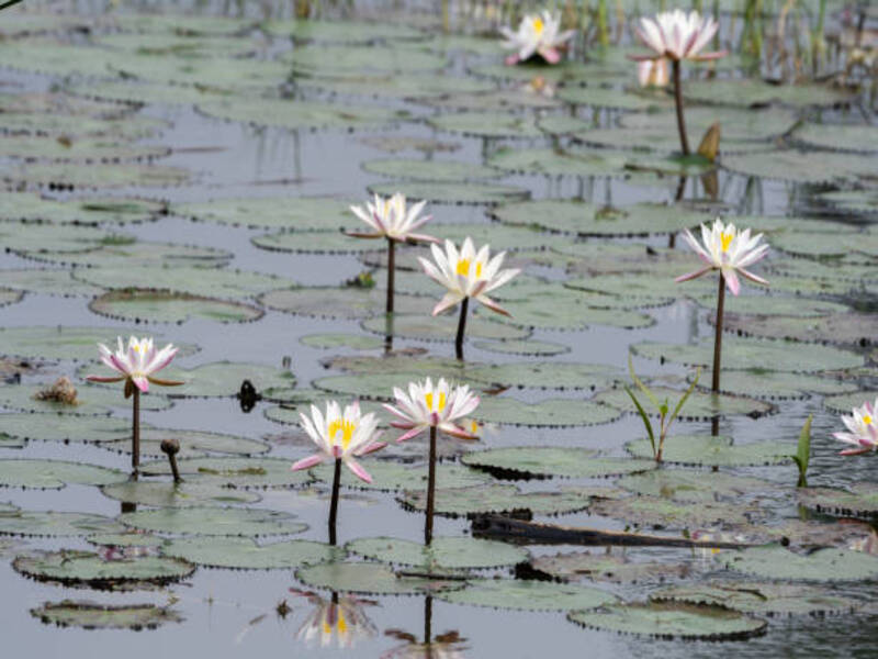 Lotus Lake