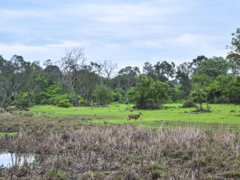 Lunugamvehera National Park