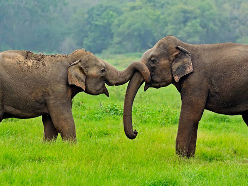 Yala National Park