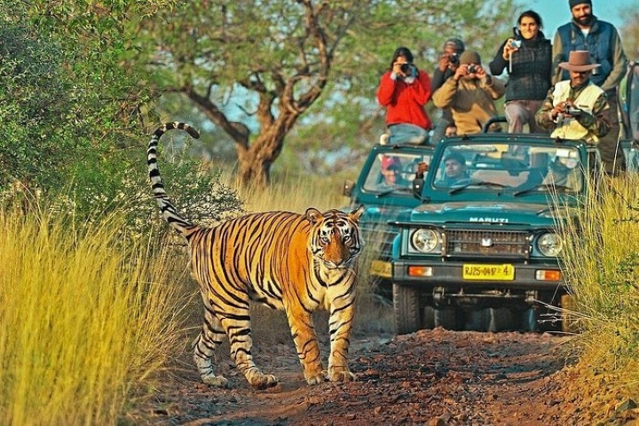 Jeep Safari Experience at Ranthambore National Park from Jaipur