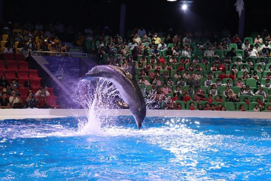 Dubai Dolphinarium - Dolphin and Seal Show - Standard Seats