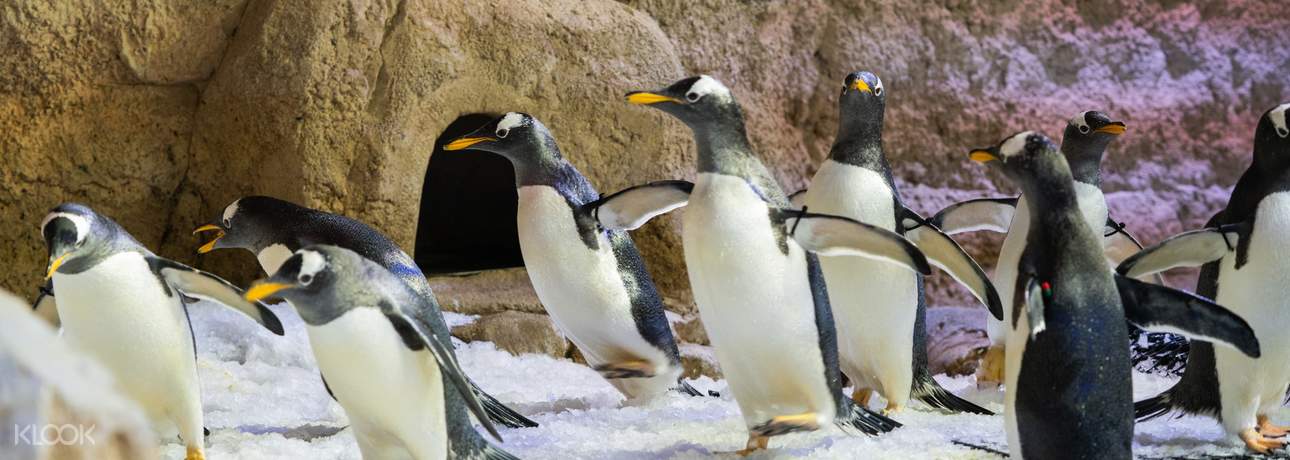 Dubai Aquarium and Underwater Zoo - Admission + Penguin Cove (BG)