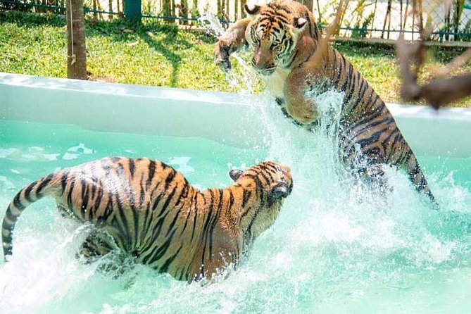 Pattaya Tiger Park Play Package with Photographs