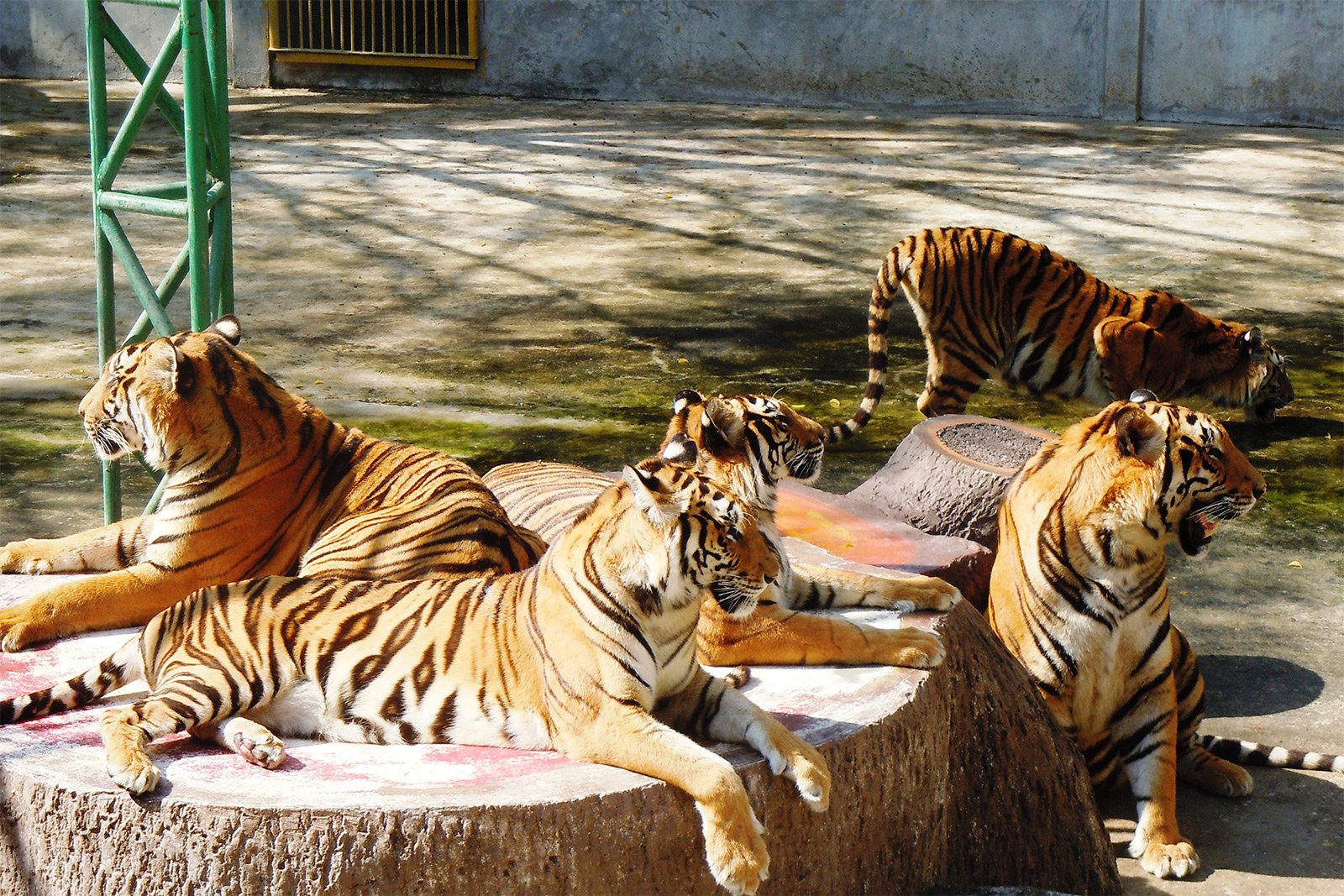 Sriracha Tiger Zoo Feeding Tiger on Tour