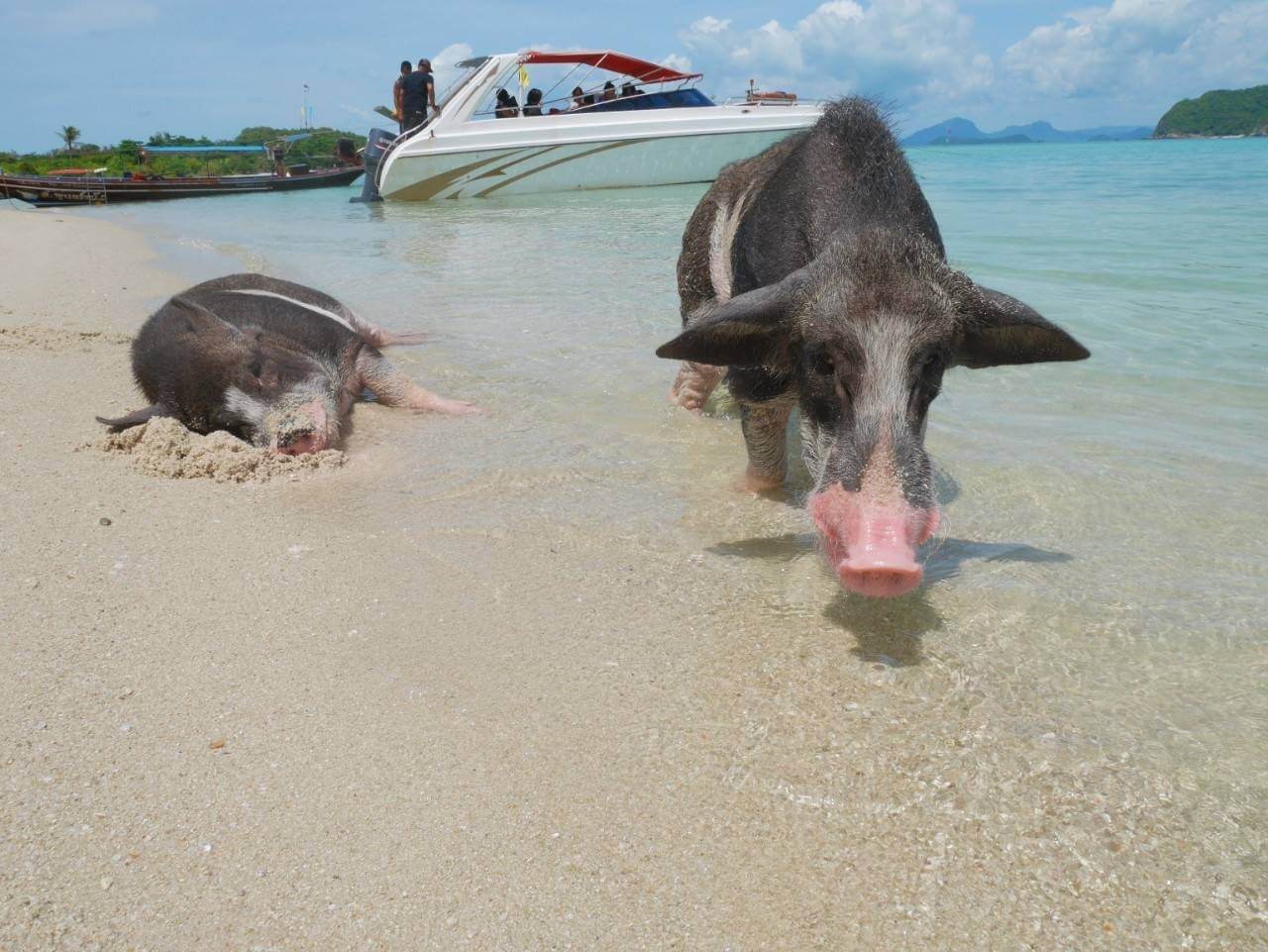 Pig Island Day Trip by Speedboat(from Koh Samui)