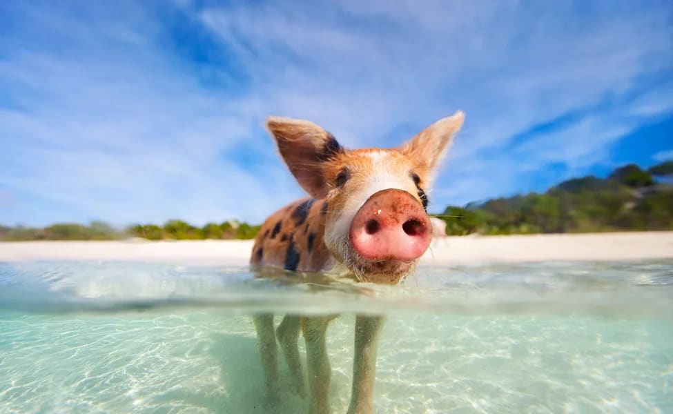 Pig Island Day Trip by Speedboat(from Koh Samui)