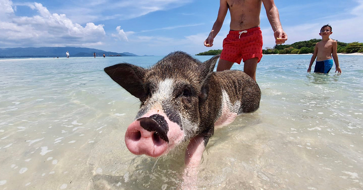 Pig Island Day Trip by Speedboat(from Koh Samui)