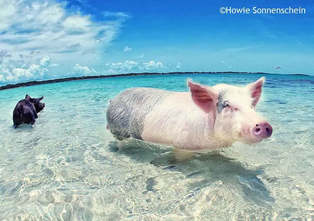 Pig Island Day Trip by Speedboat(from Koh Samui)