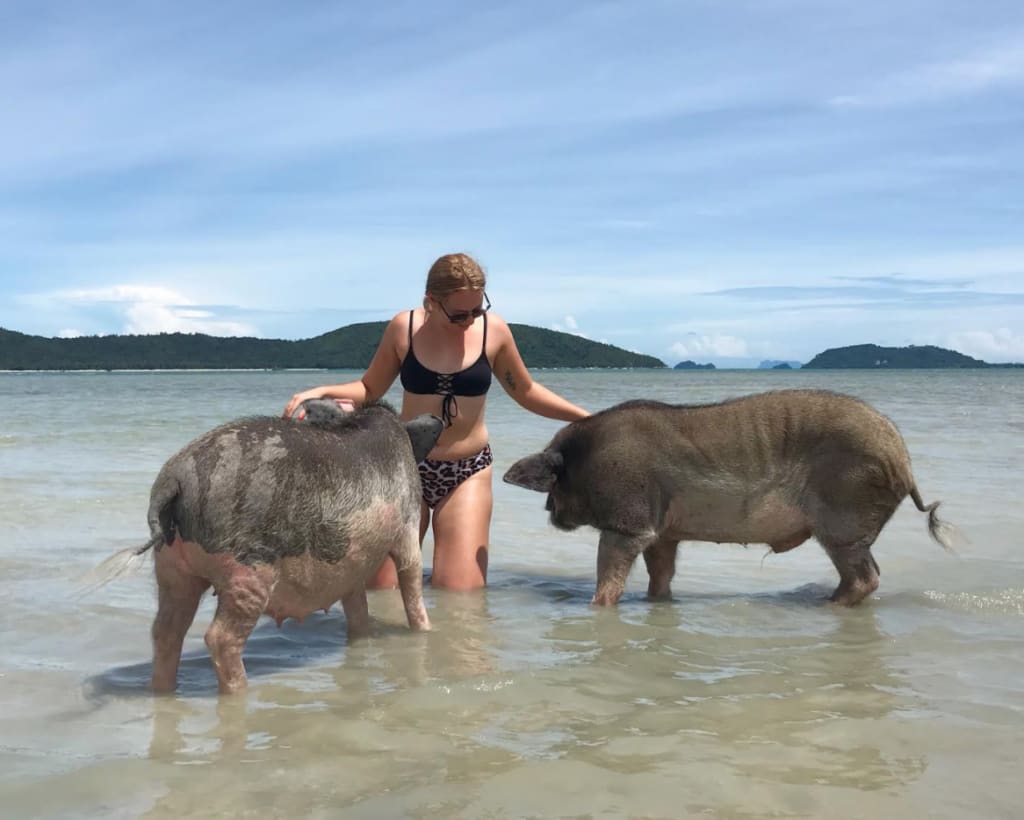 Pig Island Day Trip by Speedboat(from Koh Samui)