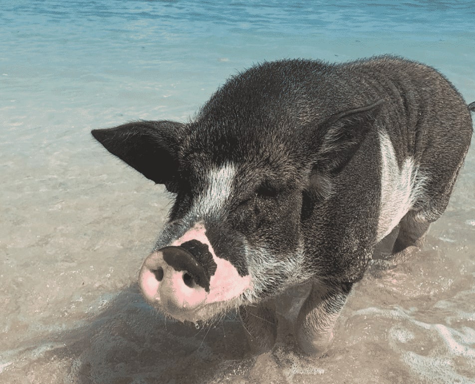 Pig Island Day Trip by Speedboat(from Koh Samui)
