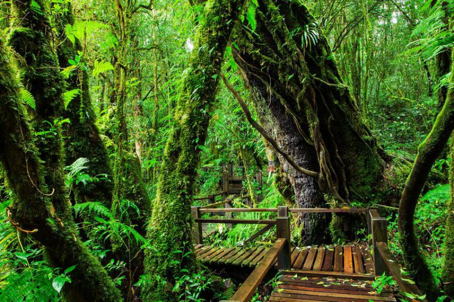 Doi Inthanon National Park Full Day Private Tour from Chiang Mai