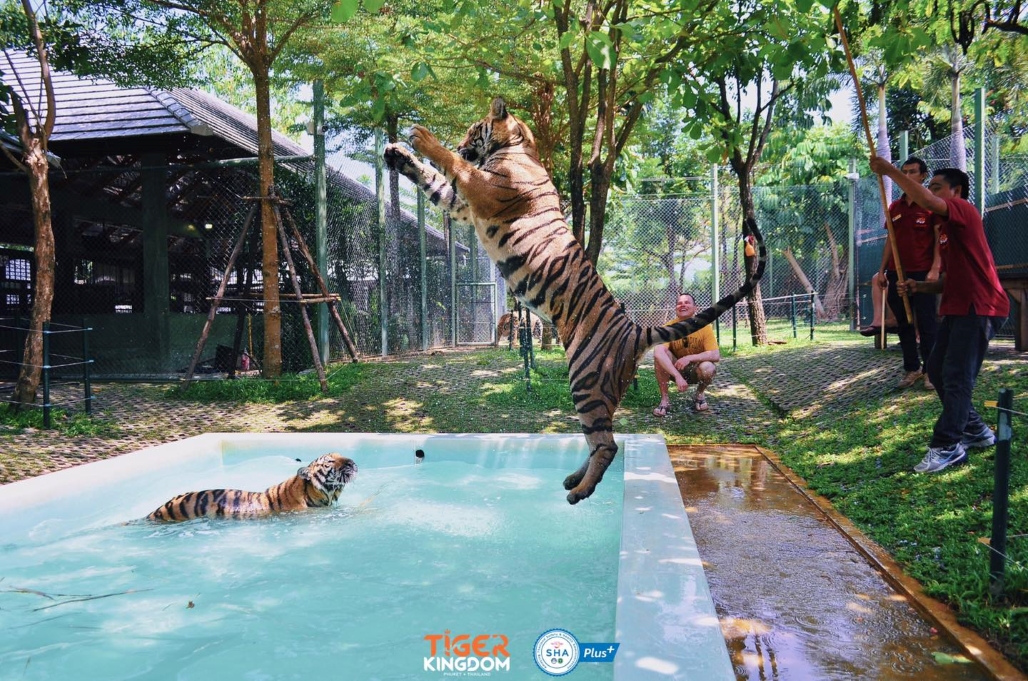 Tiger Kingdom (Smallest Tigers) with Private Transfer