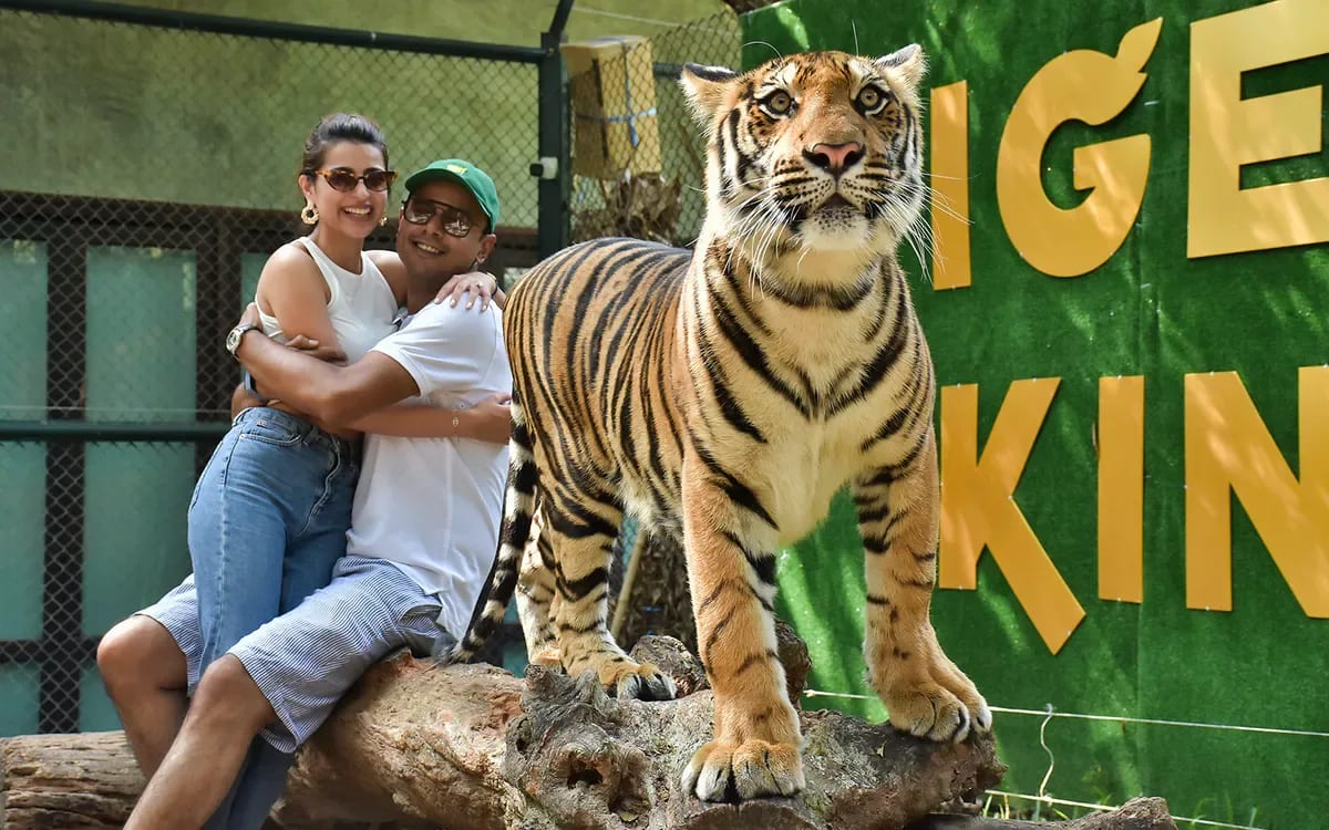 Tiger Kingdom (Smallest Tigers) with Private Transfer