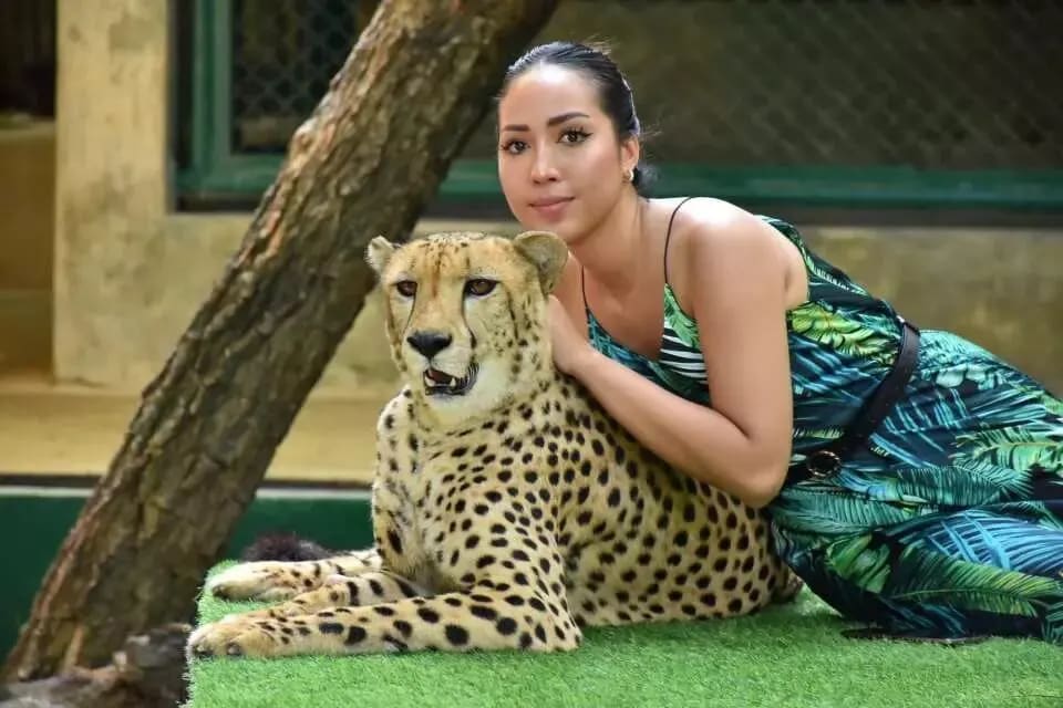 Tiger Kingdom (Smallest Tigers) with Private Transfer