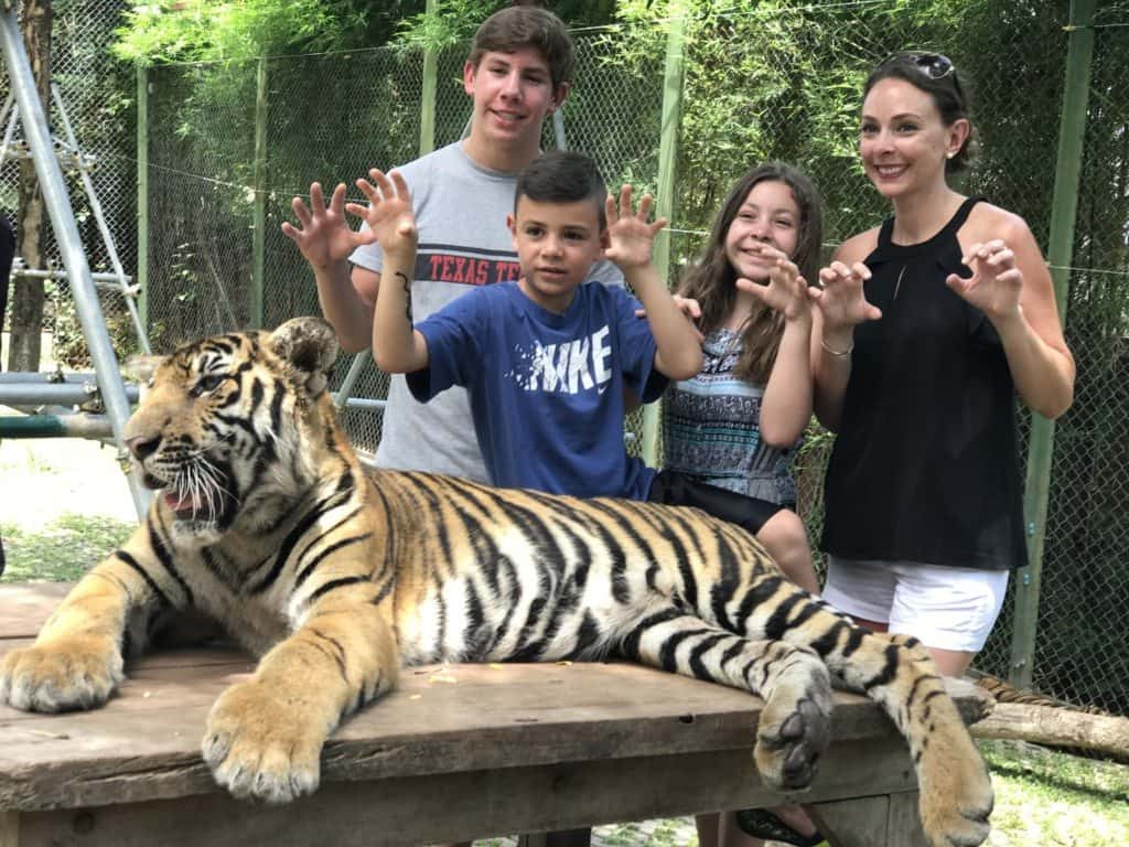 Tiger Kingdom (Smallest Tigers) with Private Transfer