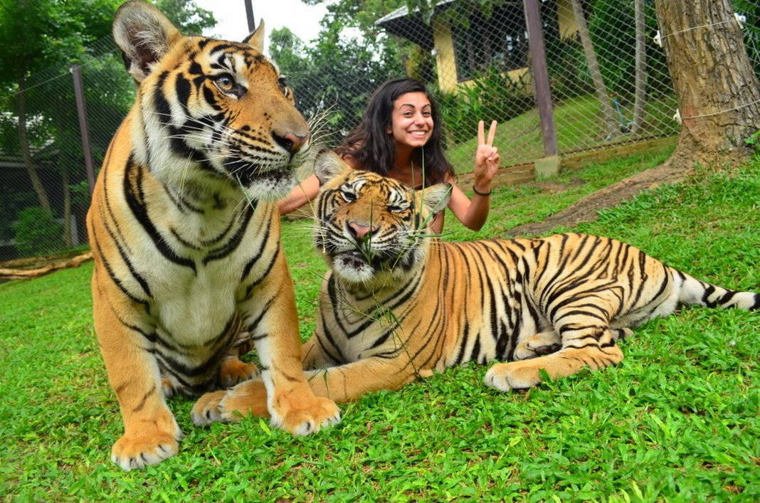 Tiger Kingdom (Smallest Tigers) with Private Transfer