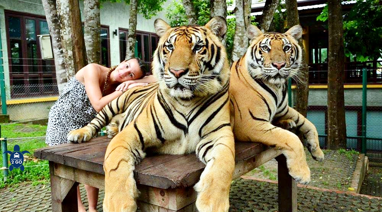 Tiger Kingdom (Smallest Tigers) with Private Transfer