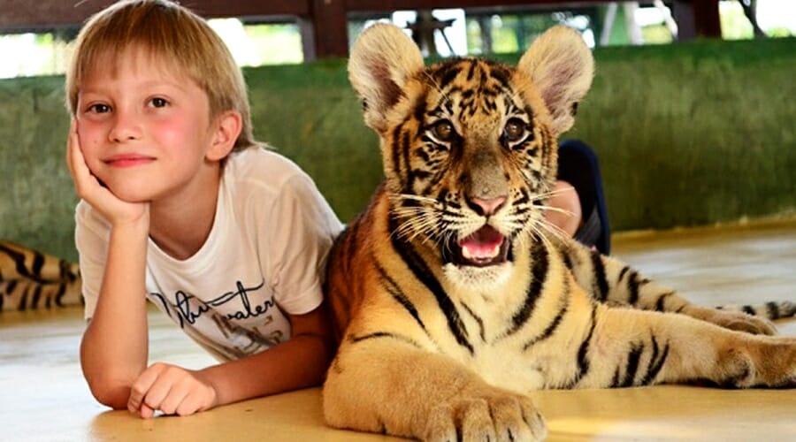 Tiger Kingdom (Smallest Tigers) with Private Transfer