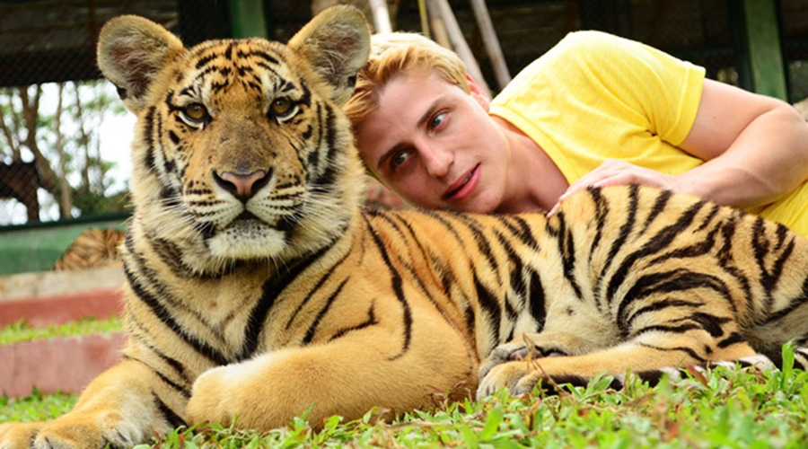 Tiger Kingdom (Smallest Tigers) with Private Transfer