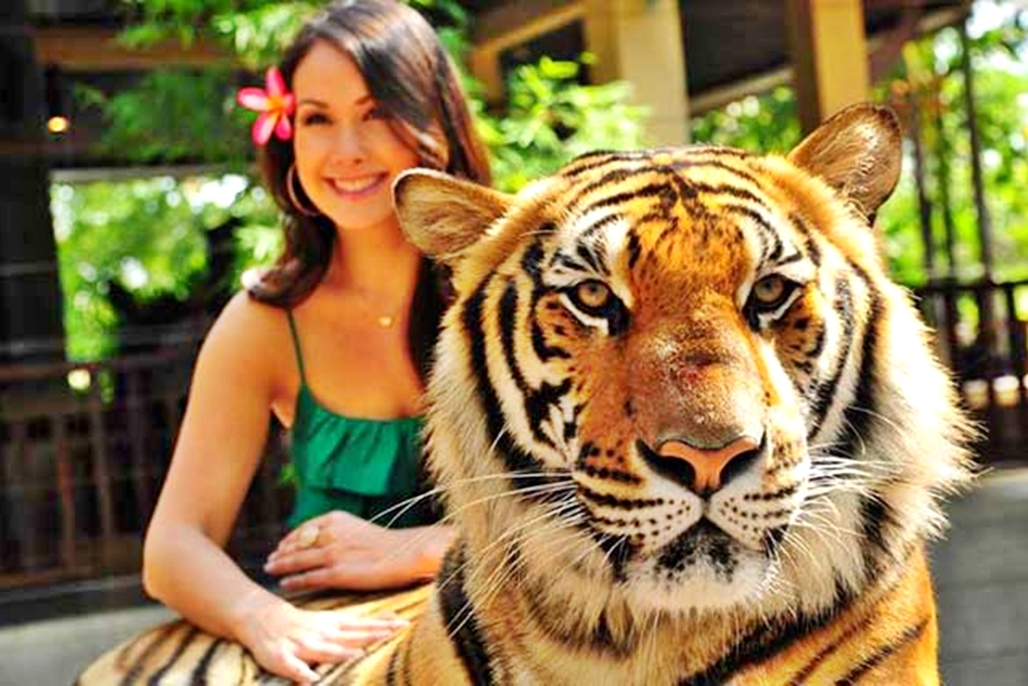 Tiger Kingdom (Smallest Tigers) with Private Transfer