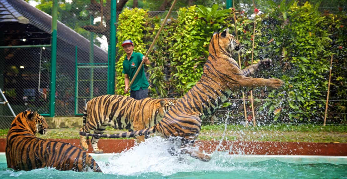 Tiger Kingdom (Smallest Tigers) with Private Transfer