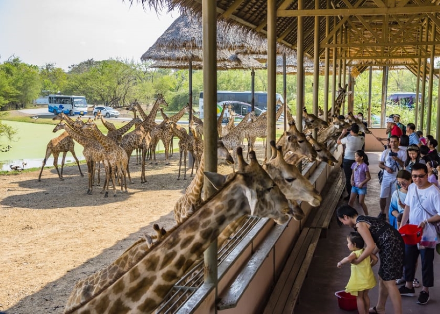 Bangkok Safari World and Marine Park with Private Transfer