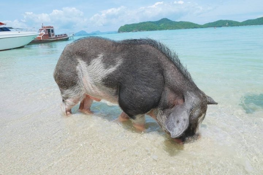 Snorkeling Trip Koh Tan - Koh Mudsum by Speedboat