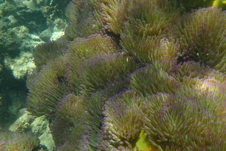 Snorkeling Trip Koh Tan - Koh Mudsum by Speedboat