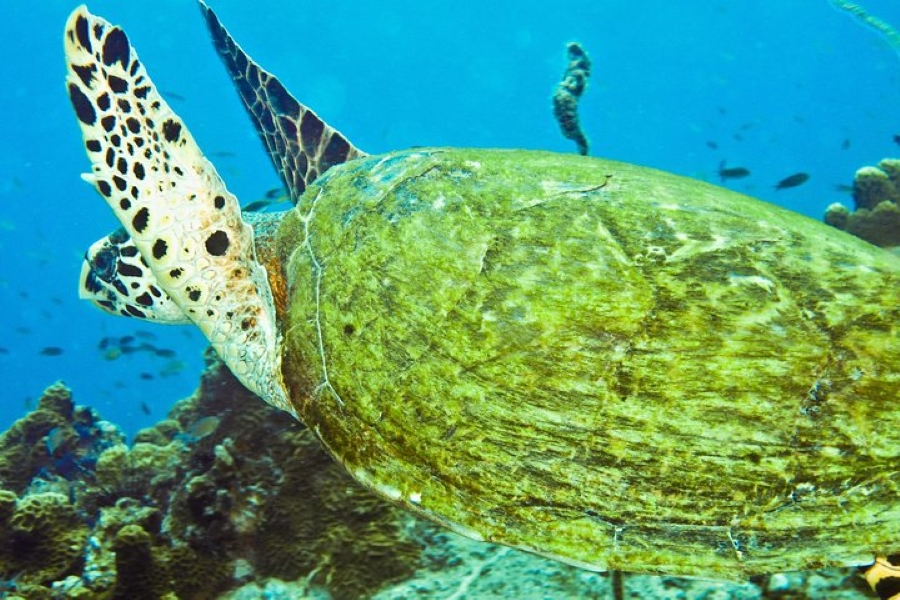 Koh Tao & Koh Nangyuan Snorkeling Tour by Speedboat from Koh Samui