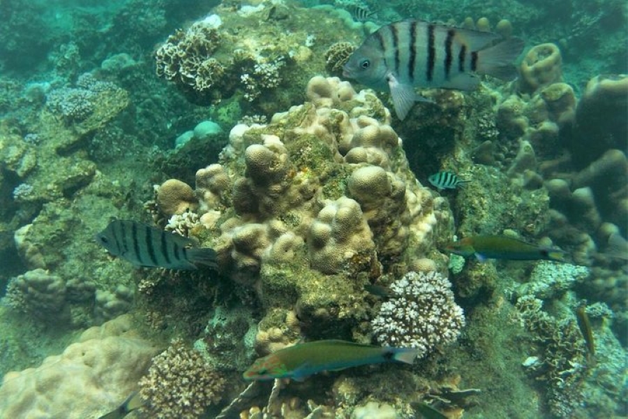 Koh Tao & Koh Nangyuan Snorkeling Tour by Speedboat from Koh Samui