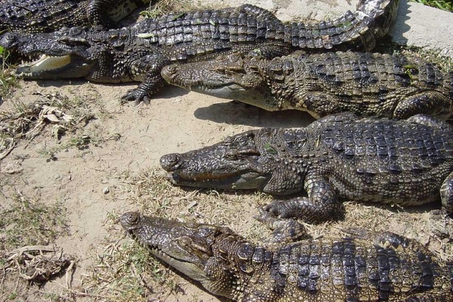 Half Day Tour To Crocodile Farm