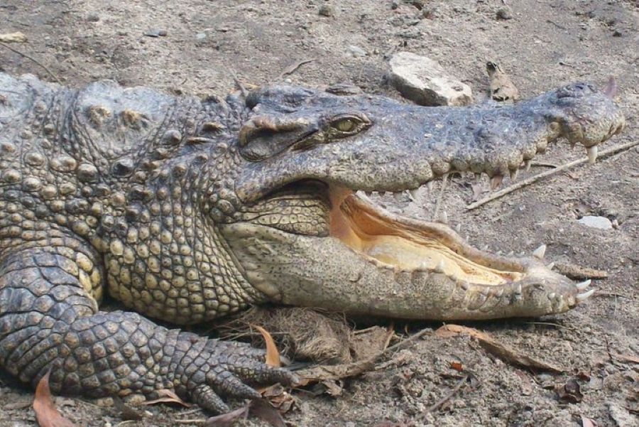 Half Day Tour To Crocodile Farm