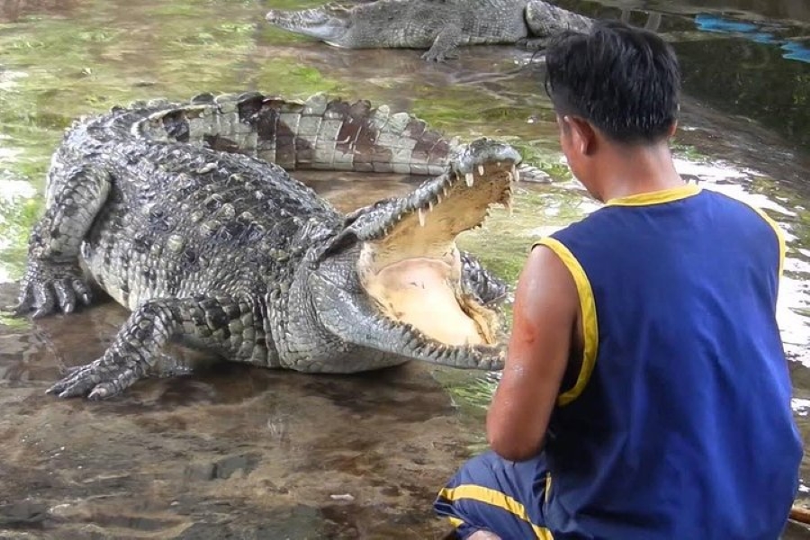 Half Day Tour To Crocodile Farm