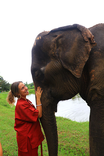 Elephant Recue - Serene Boutique elephant Care - Half Day Visit (Private) (A)