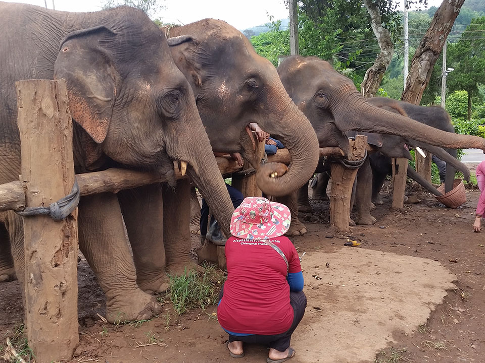 Memorable Caring Experience - Elephant Rescue - Half Day Visit Join Group.(B)