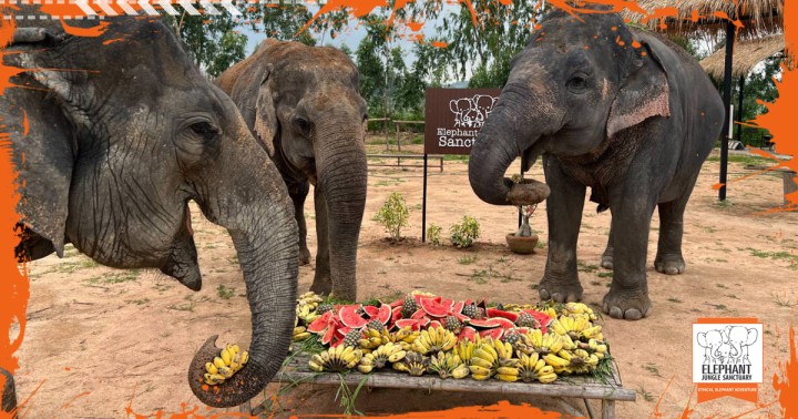 Elephant Jungle Sanctuary Phuket One Day Walk with the Elephants (Transfer)