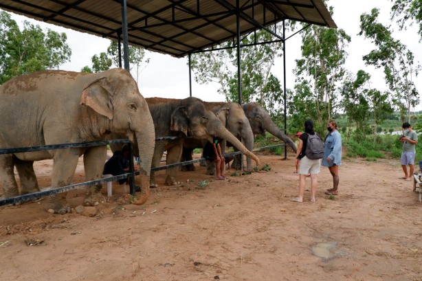 Elephant Jungle Sanctuary Pattaya “Feed Me” Program Without Transfer