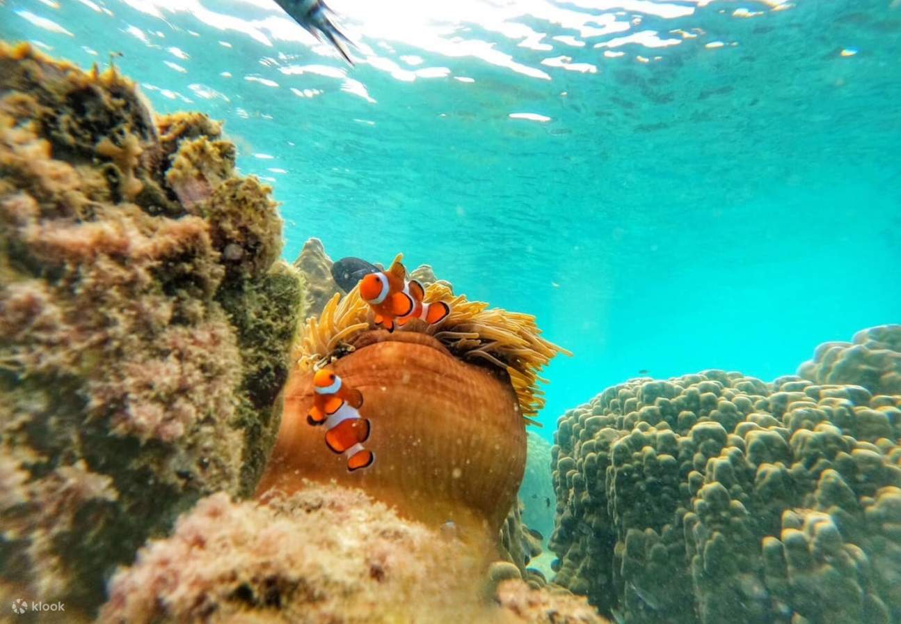Explore 5 Island on a Snorkeling Tour from Ko Samet